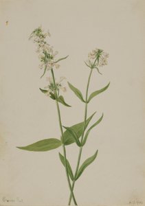 Pentstemon amarelo (Pentstemon confertus) de Mary Vaux Walcott