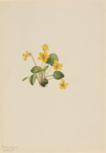 Violeta amarela (Viola orbiculata) de Mary Vaux Walcott