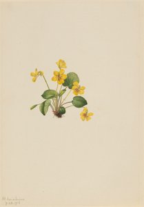 Violeta Viola orbiculata amarela, 1916. de Mary Vaux Walcott