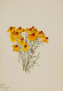 Zínia (Zinnia grandiflora) de Mary Vaux Walcott