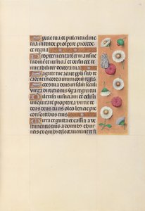 Horas da rainha Isabel, a Católica, rainha de Espanha:  Fol. 104r de Master of the First Prayerbook of Maximillian