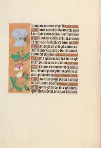 Horas da rainha Isabel, a Católica, rainha de Espanha:  Fol. 120v de Master of the First Prayerbook of Maximillian