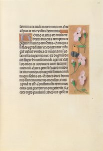 Horas da rainha Isabel, a católica, rainha da Espanha: Fol. 238r, c. 1500. de Master of the First Prayerbook of Maximillian