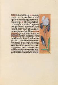 Horas da rainha Isabel, a católica, rainha da Espanha: Fol. 244r, c. 1500. de Master of the First Prayerbook of Maximillian