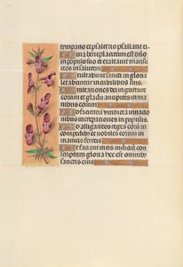 Horas da rainha Isabel, a católica, rainha da Espanha: Fol. 253v, c. 1500. de Master of the First Prayerbook of Maximillian