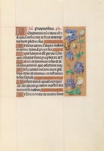 Horas da rainha Isabel, a Católica, rainha de Espanha:  Fol. 59r de Master of the First Prayerbook of Maximillian
