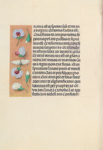 Horas da rainha Isabel, a católica, rainha da Espanha: Fol. 91v, c. 1500. de Master of the First Prayerbook of Maximillian