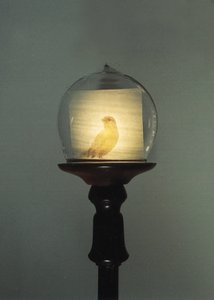 Antiguidade de Mat Collishaw
