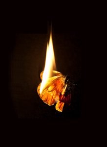 Borboleta Ardente 17, 2013 (impressão Lambda) de Mat Collishaw