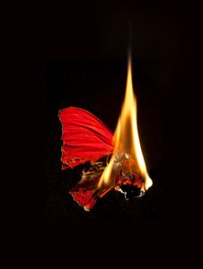 Borboleta Ardente 18, 2013 (impressão Lambda) de Mat Collishaw