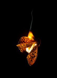 Borboleta Ardente 25, 2013 (impressão Lambda) de Mat Collishaw