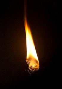 Borboleta Ardente 3, 2013 (impressão Lambda) de Mat Collishaw