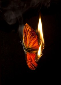 Borboleta Ardente 4, 2013 (impressão Lambda) de Mat Collishaw