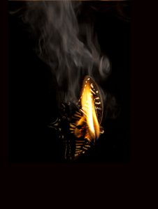 Borboleta Ardente 9, 2013 (impressão Lambda) de Mat Collishaw