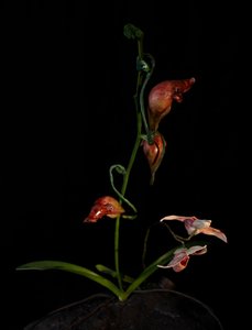 Musa Venal, Lafage, 2012 (Resina, tinta de esmalte, madeira, vidro, aço) de Mat Collishaw