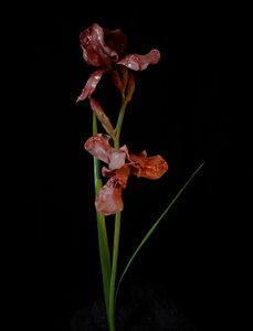 Musa Venal, Viridor, 2012 (Resina, tinta de esmalte, madeira, vidro, aço) de Mat Collishaw