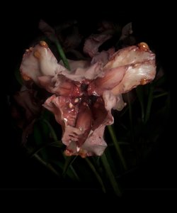 Musa Venal, Viridor, 2012 (Resina, tinta de esmalte, madeira, vidro, aço) de Mat Collishaw