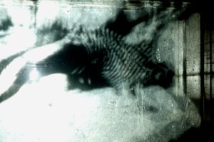 Wormery, 2009 (Madeira, vidro, aço, projetor e leitor) de Mat Collishaw