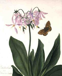 Dodecatheon Meadia e Butterfly (aguarela e guache sobre lápis em velino) de Matilda Conyers