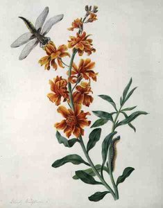 Erysium Cheiri com Libélula e Lagarta (aguarela e guache sobre lápis em velino) de Matilda Conyers