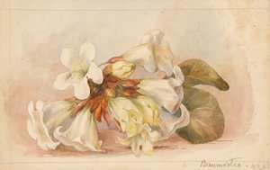 "Beaumontia", c.1880 (aguarela) de Matilda Rose Herschel