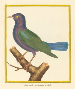 Merle Violet, du Royaume de Juda de Matinet