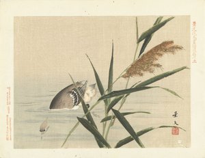 Pato de mergulho por junco Flower and Bird Sketches from Keibun - parte três (título da série) Keibun kacho gafu kohen (título da série no objeto) de Matsumura Keibun