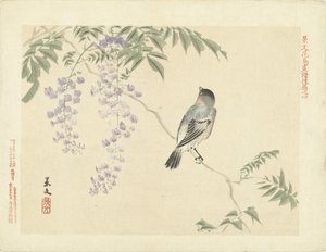 Pássaro no galho de glicínias Flower and Bird Sketches of Keibun - parte três (título da série) Keibun kacho gafu kohen (título da série no objeto)