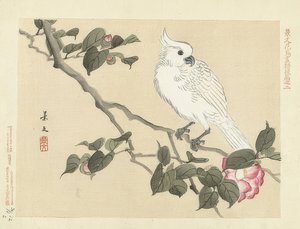 Cacatua branca em um galho de camélia (Witte kaketoe op cameliatak). 1892