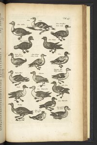 Tab 49, Patos, Ilustração de 