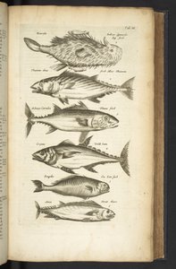 Tab III, Tunas, Ilustração de 