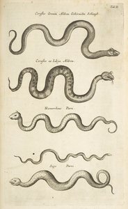 Tab II, Snakes, Ilustração de 