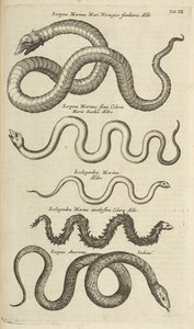 Tab IX, Sea Snakes, Ilustração de 