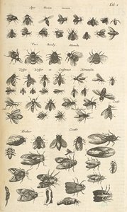 Tab I, Bees and Wasps, Ilustração de 