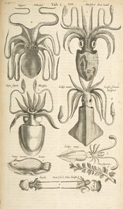 Tab I, Octopus, Ilustração de 