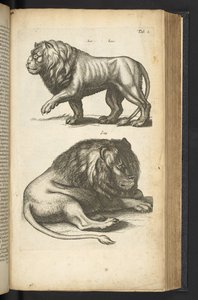 Tab L, Lions, ilustração de 