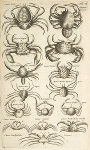 Tab VI, Caranguejos, Ilustração de de Mattaus the Younger Merian