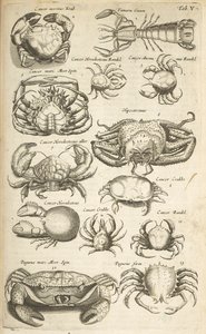 Tab V, Caranguejos, Ilustração de 