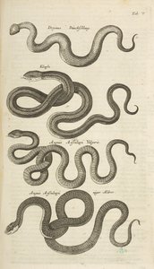 Tab V, Serpentes, Ilustração de 