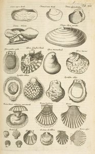Tab XIV, várias conchas, ilustração de 