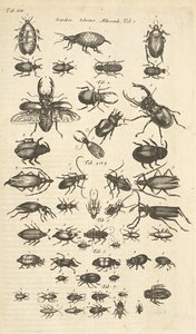 Tab XIII, Besouros, Ilustração de 