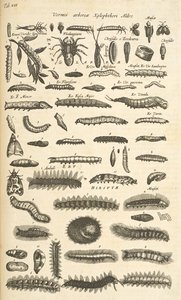 Tab XIX, Lagartas, Ilustração de 