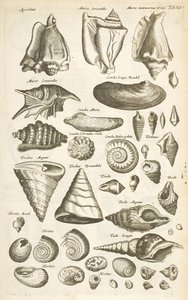 Tab XI, Várias conchas, Ilustração de 