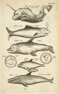 Tab 43, Golfinhos, Ilustração de 