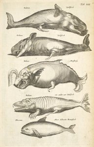 Tab XLI, Baleias, Ilustração de 