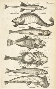 Tab XLVII, Espécies de peixe, Ilustração de 