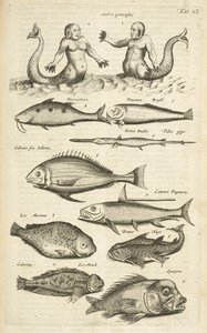 Tab XL, Antropomorfos; Sereia; Merman; Peixe Tropical, Ilustração de 