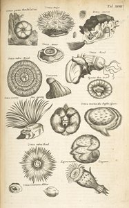 Tab XVIII, Vida Marinha, Ilustração de 