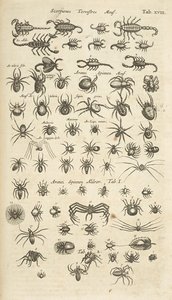 Tab XVIII, Scorpiones terrestres, e Arachnids, Ilustração de 