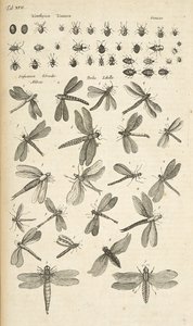 Tab XVII, Libélulas, Ilustração de 